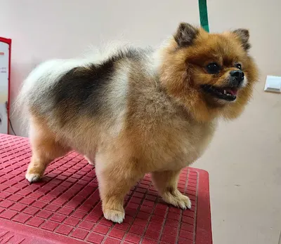 Salon Psiej Urody Kaja